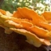 laetiporus