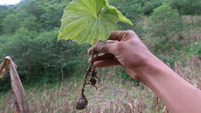 In Vietnam, five species of one-leaf orchids have been recorded