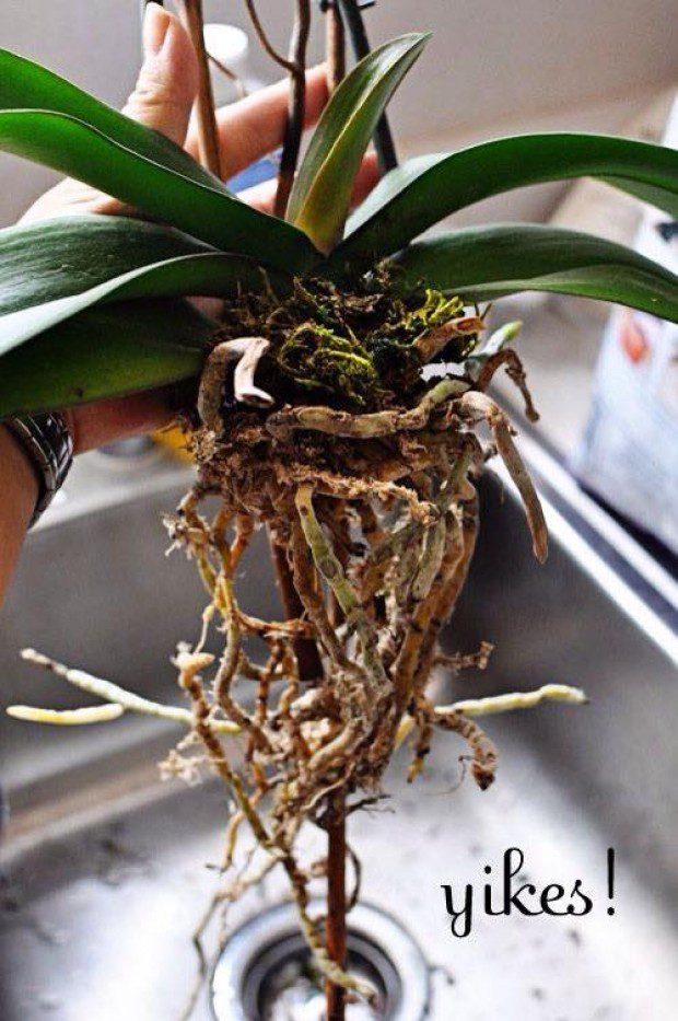 Cutting Off Damaged Roots of Phalaenopsis Orchids