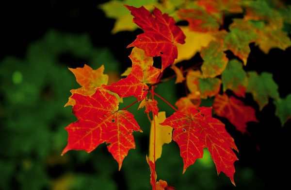 Explaining the phenomenon of leaves changing color in autumn