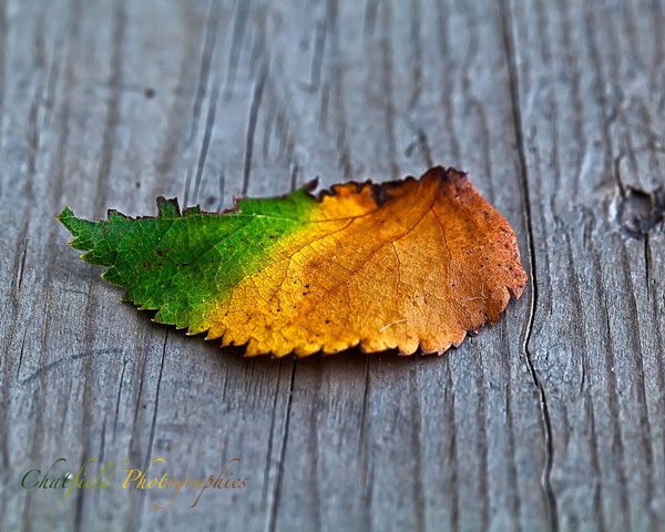 Explaining the phenomenon of leaves changing color in autumn