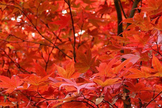 Explaining the phenomenon of leaves changing color in autumn