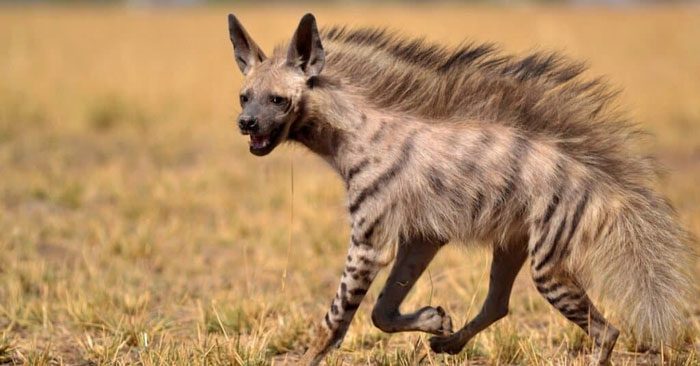 Striped hyenas are nocturnal animals but can be seen outside their dens at dusk and dawn.