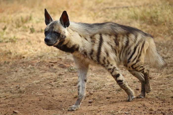 Hyenas belong to a separate family within the Carnivora order.