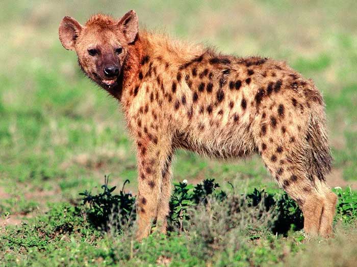 Environmental conditions have changed over the past 10 million years to support greater hyena evolution.