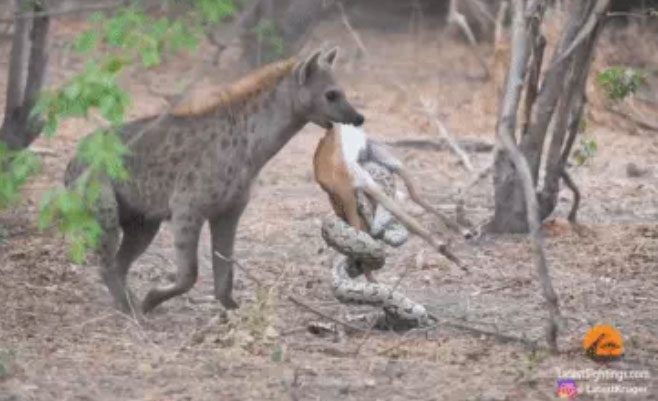 When it noticed the python was constricting too tightly, it took both the rock python and the antelope away.