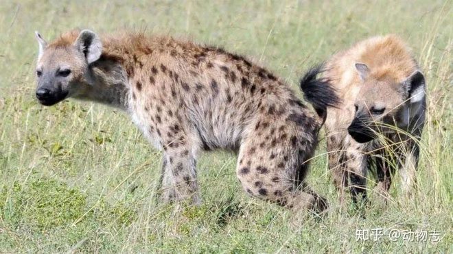 Female spotted hyenas have a higher status than males