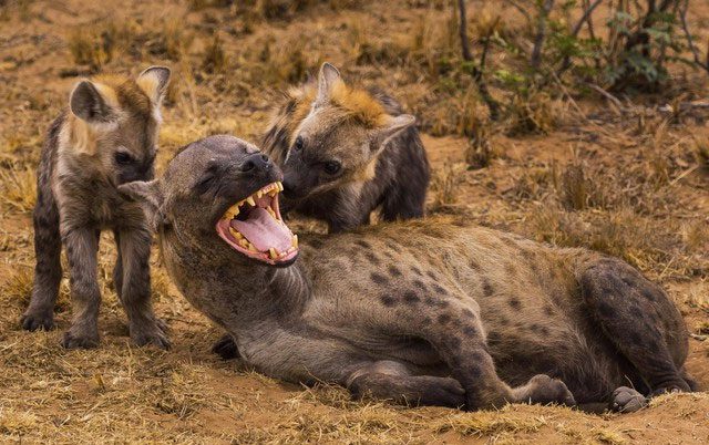 The weight of the spotted hyena ranges from 40 to 86 kg.