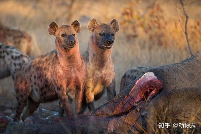 Spotted hyenas and leopards both have records of hunting elephant calves.