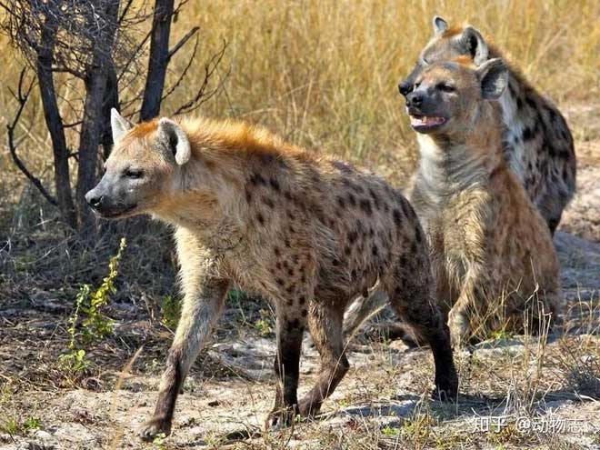 In spotted hyenas, females are larger than males.