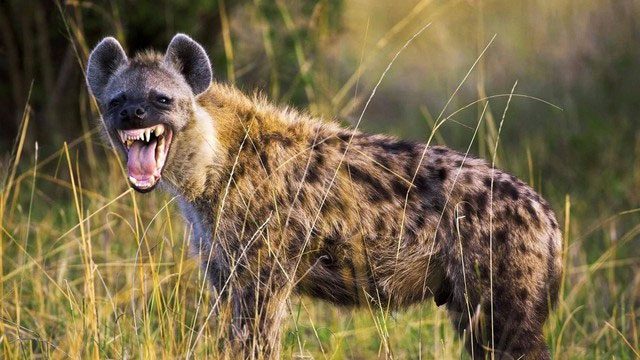 The teamwork of spotted hyenas is also a crucial factor in their success.