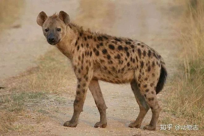 Experienced experts can easily differentiate between female and male spotted hyenas