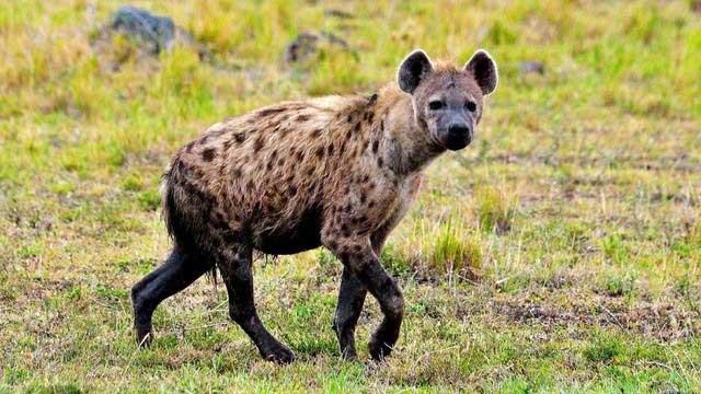 Spotted hyenas often attack the anus of their prey.