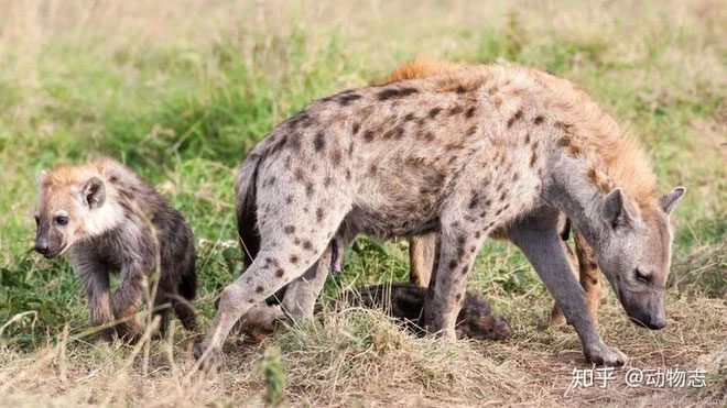 Matriarchal relationships govern the social lives of hyenas.