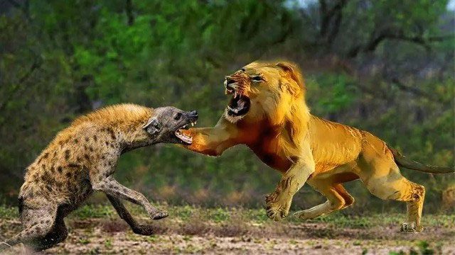 Lions are the greatest enemies of spotted hyenas.