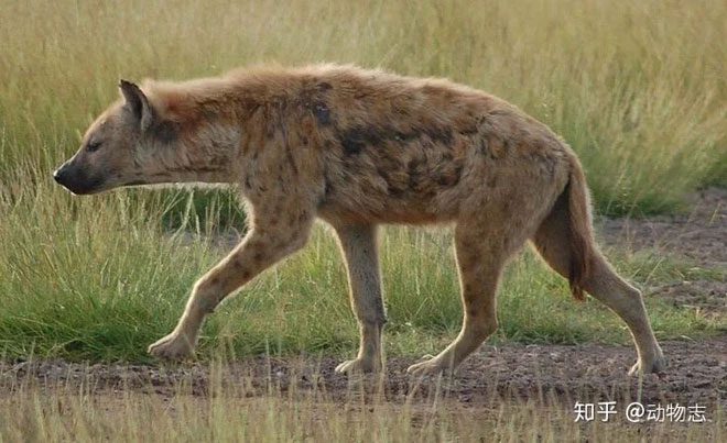 Spotted hyenas typically give birth to 1-2 pups per litter.