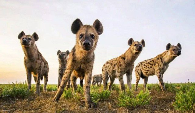 While not the strongest predator, few other species dare to attack the spotted hyena.