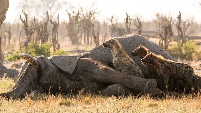 Hyenas are capable of hunting elephants.