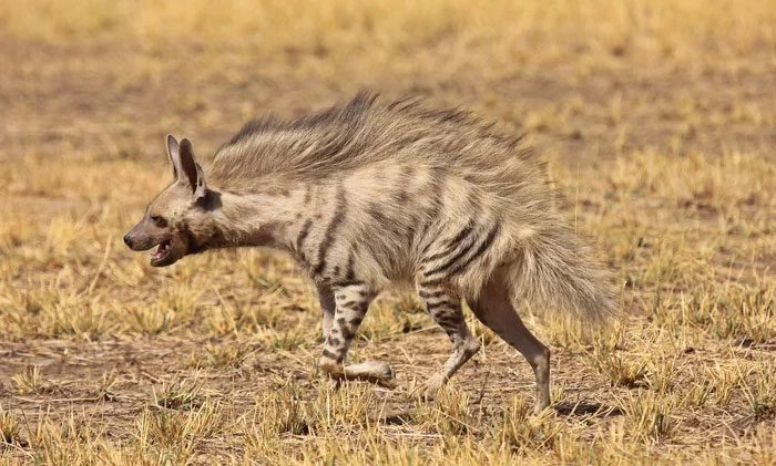 Hyena described as an animal with a "dog-like" body and "cat-like" anatomy