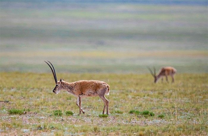 Tibetan Antelope