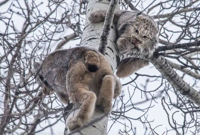 Adult lynxes often climb trees over 20 meters just to sleep.