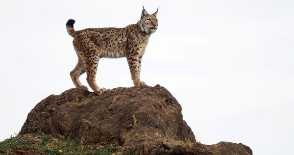 Lynx