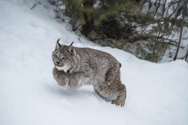 Balance is not crucial for lynxes.