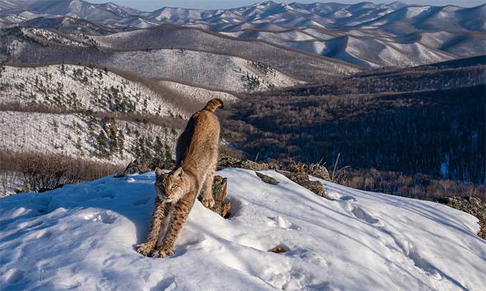 Lynx Stretching in Sunlight