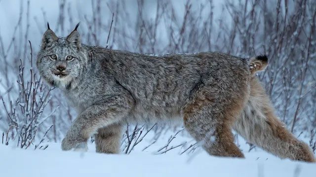 Lynxes have much shorter tails compared to other feline species