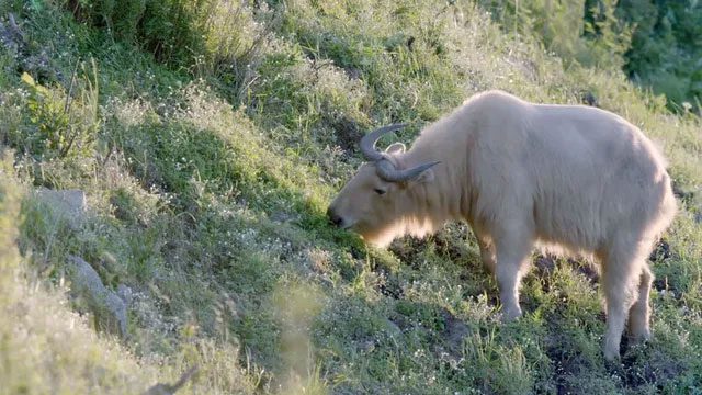 Due to their massive size, takins exhibit a humped back while walking