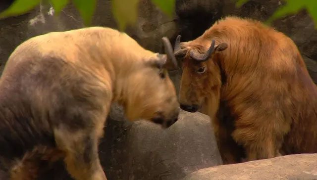 Herd-living takins usually do not attack humans