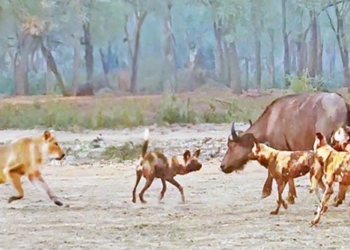 lion kidnaps wild buffalo from hunter 136887