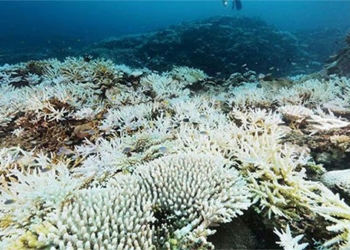 liver 50 species tropical corals risk extinction 137858