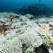 liver 50 species tropical corals risk extinction 137858