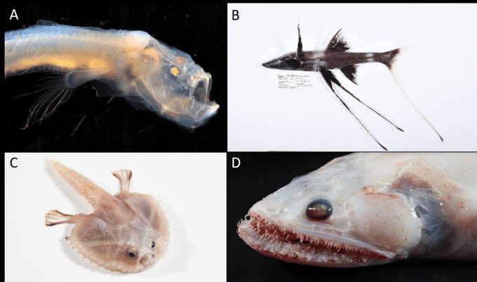 Various strange fish species