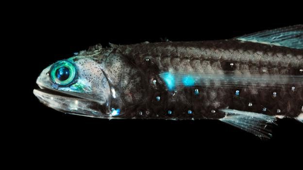 Lanternfish with bioluminescent bodies to attract prey.