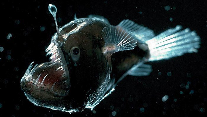 The deep sea is home to countless strange creatures.