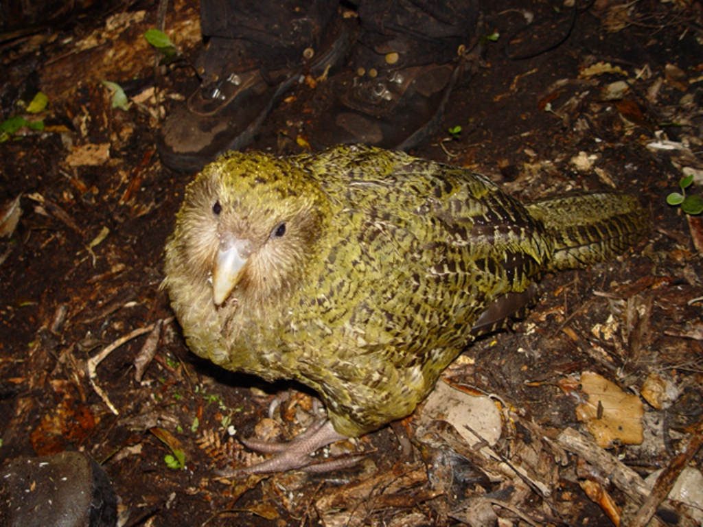 Kakapo