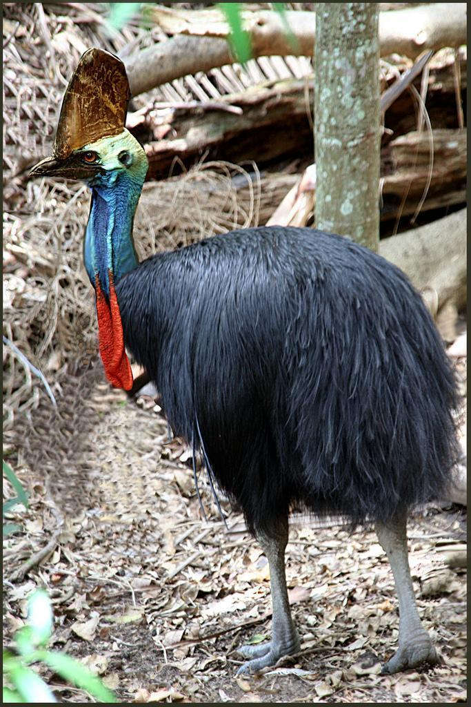 Cassowary