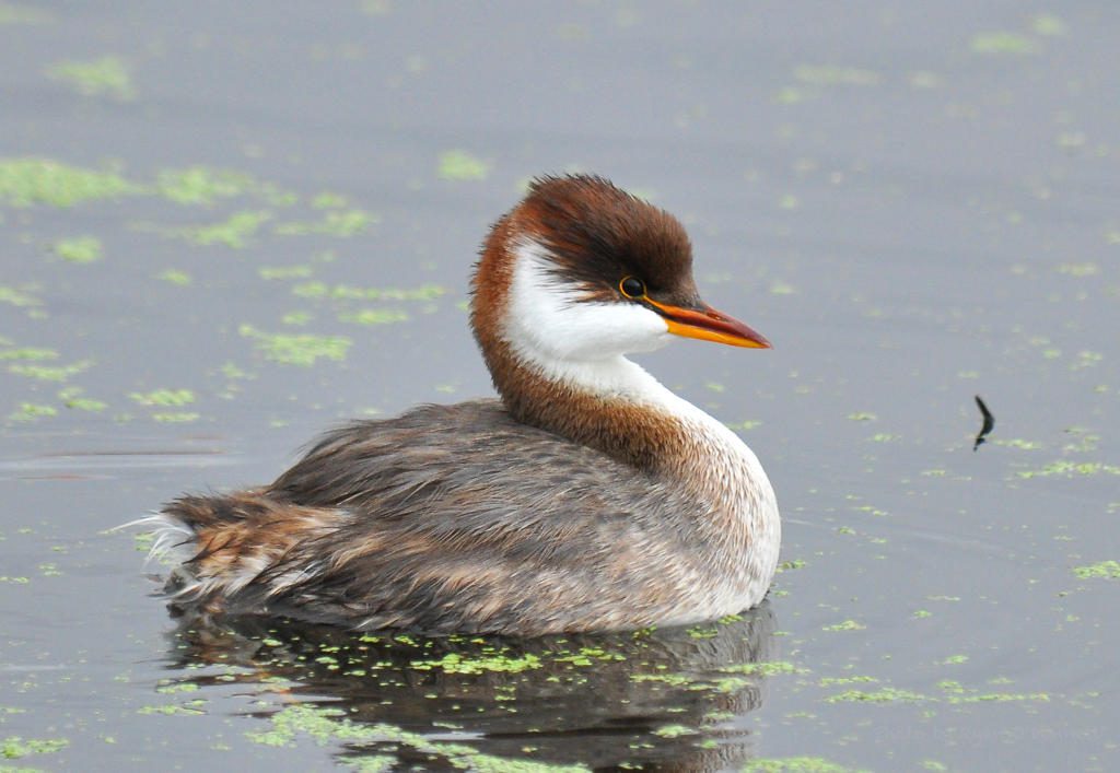 Titicaca Waterbird