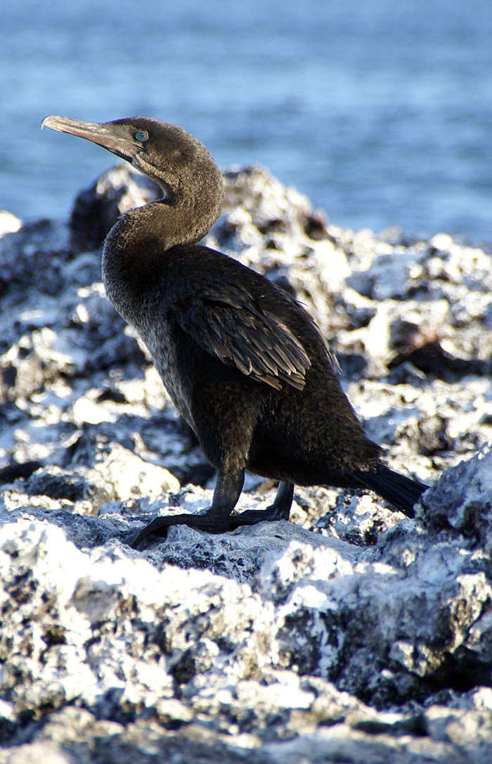 Galapagos Cormorant