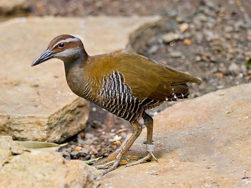 Guam Kingfisher