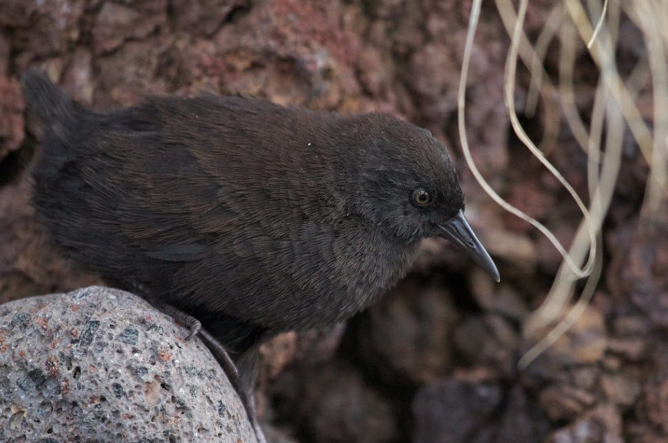 Inaccessible Island Rail