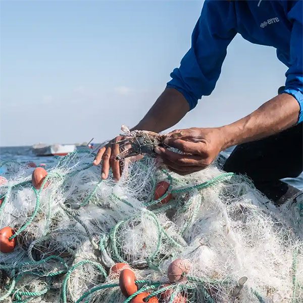 No one understands why crabs from the Indian Ocean have reached the Mediterranean Sea.