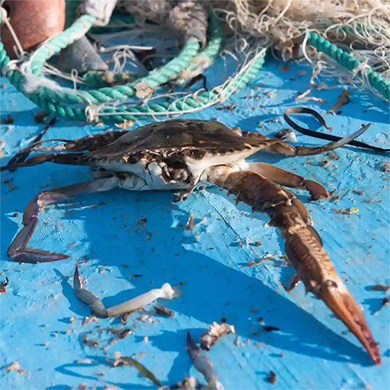 The Mediterranean is a promised land for these crabs.