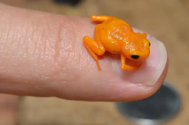 Pumpkin Toadlet