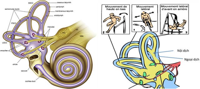 Structure of the vestibular system.