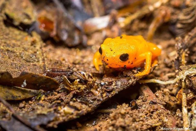 In Brazil, the pumpkin toad species is thriving