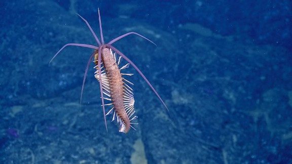 A strange crustacean found at the deep ocean floor.