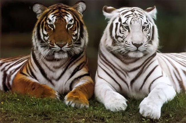 Tigers are solitary animals and only pair during mating season.